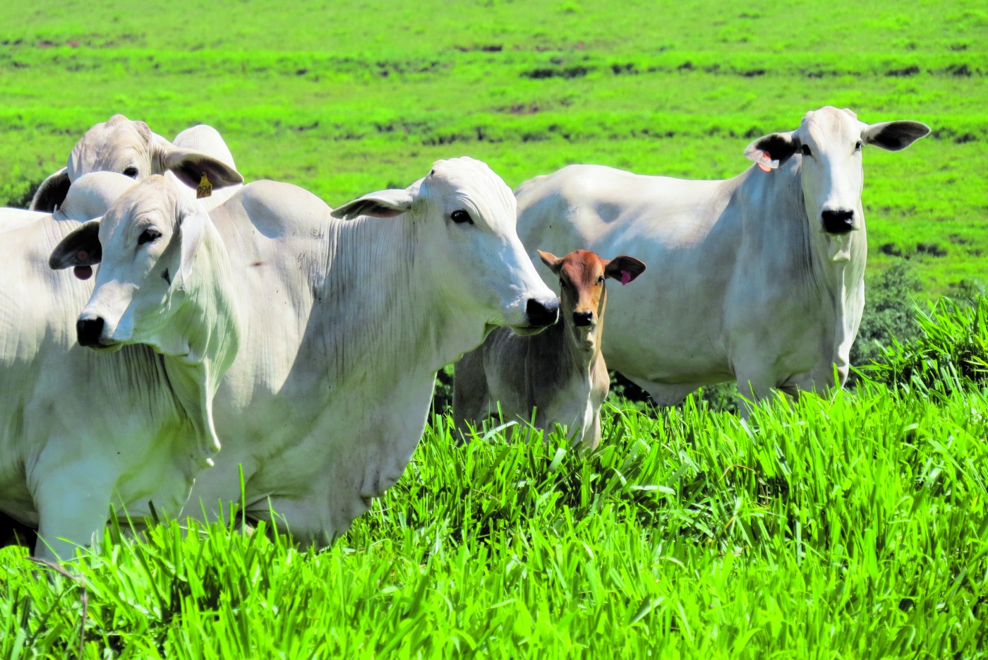 Comendo boceta encardida pelancuda brasil images