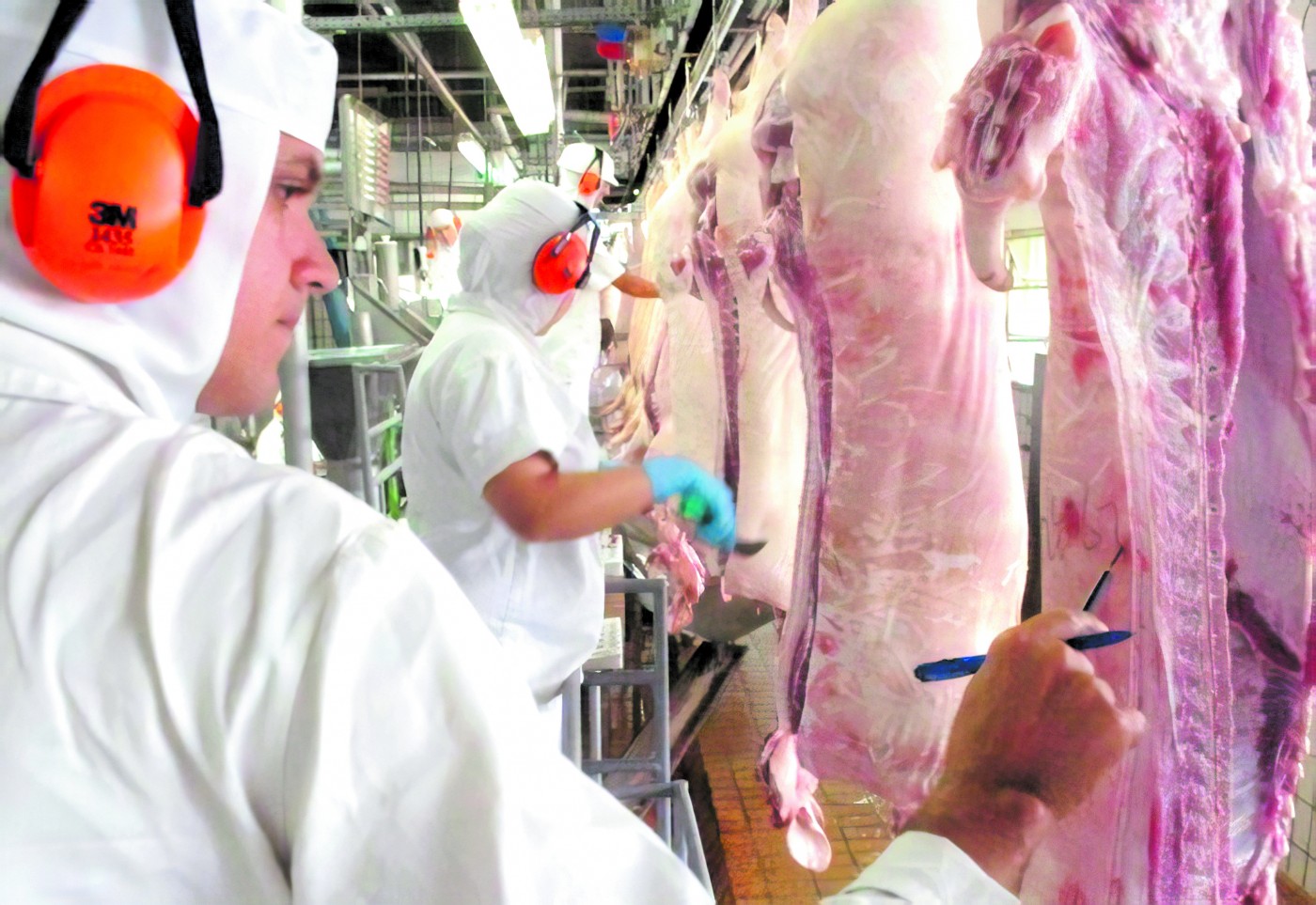 Nova instrução normativa melhora processos de inspeção de abate de