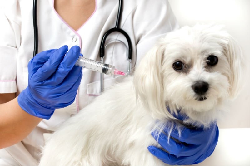Vacinando e curando animais doentes — Animal Ethics