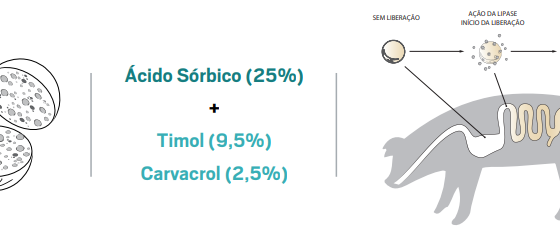 jordan 1 lançamento