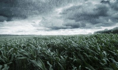clima renan marchi