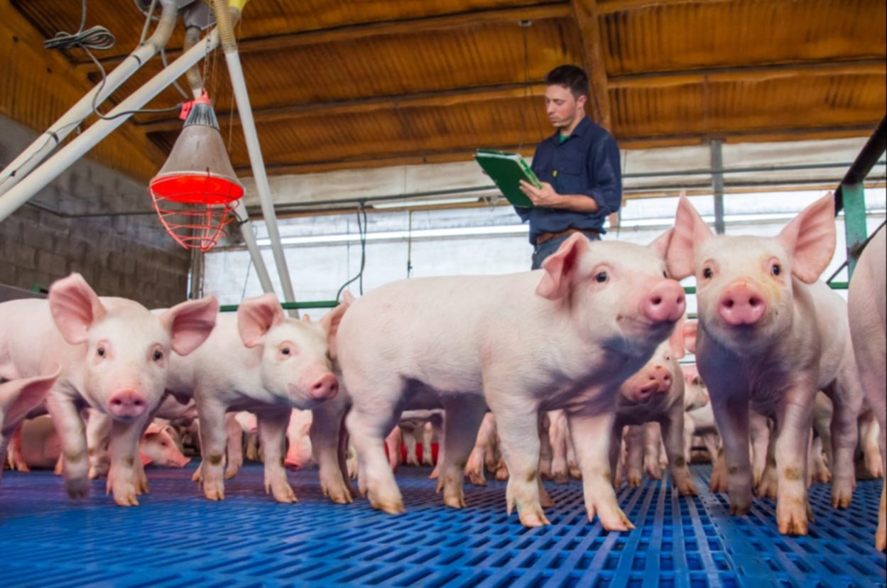 Benefícios da inspeção diária dos suínos sobre o bem-estar animal e  eficiência produtiva da granja – O Presente Rural