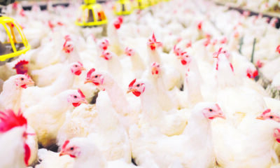 Foto: Shutterstock.