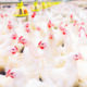 Foto: Shutterstock.