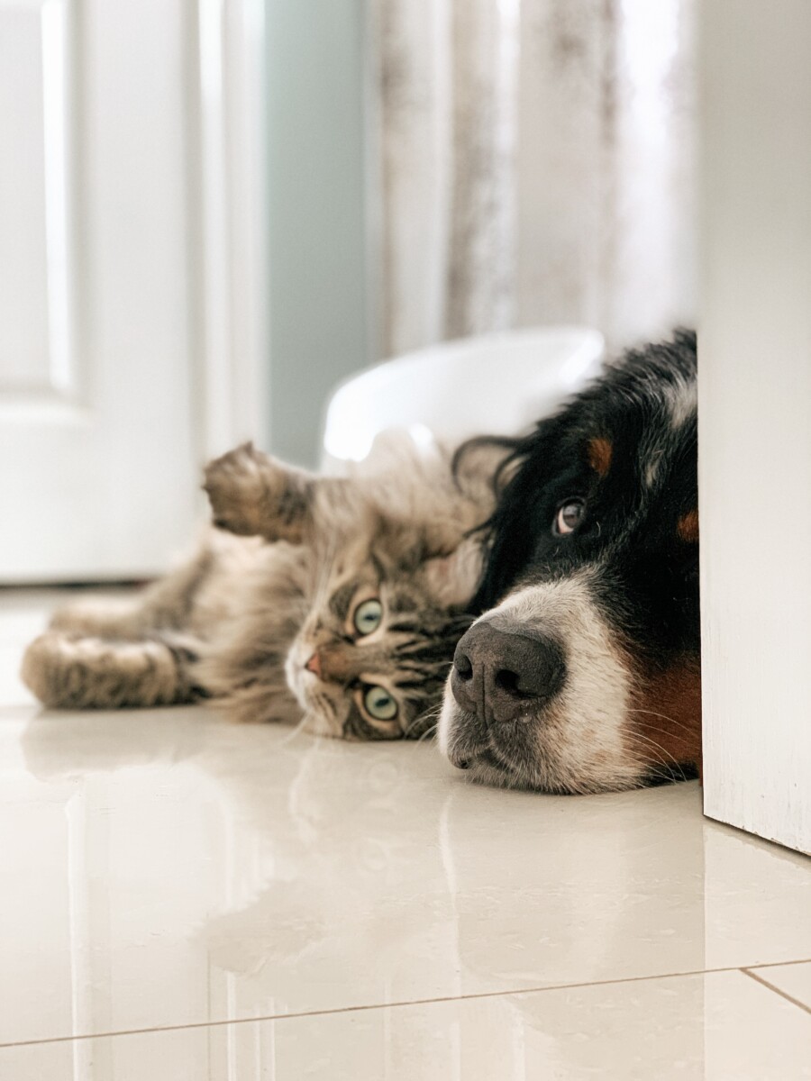 Pesquisa revela os nomes de cães e gatos mais comuns no Brasil em 2020