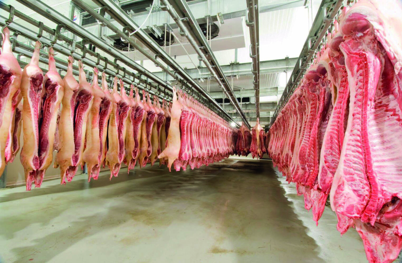 Exportações de carne suína crescem em abril e setor mantém curva positiva  em 2025 – O Presente Rural