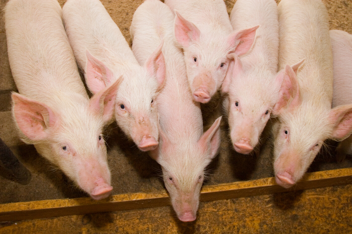 Manejo alimentar adequado é determinante para crescimento e terminação de suínos